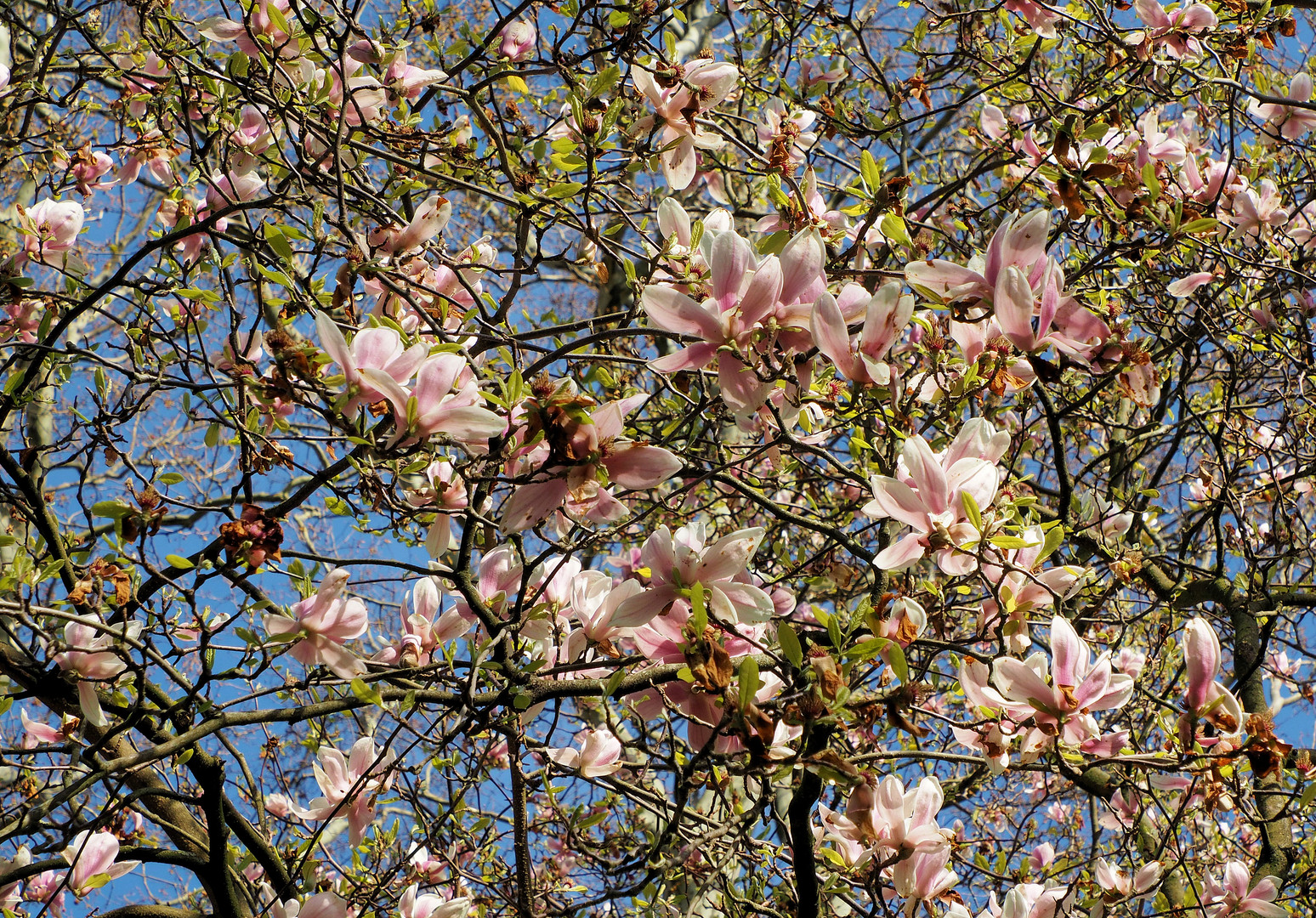 Frühlingsfreude 