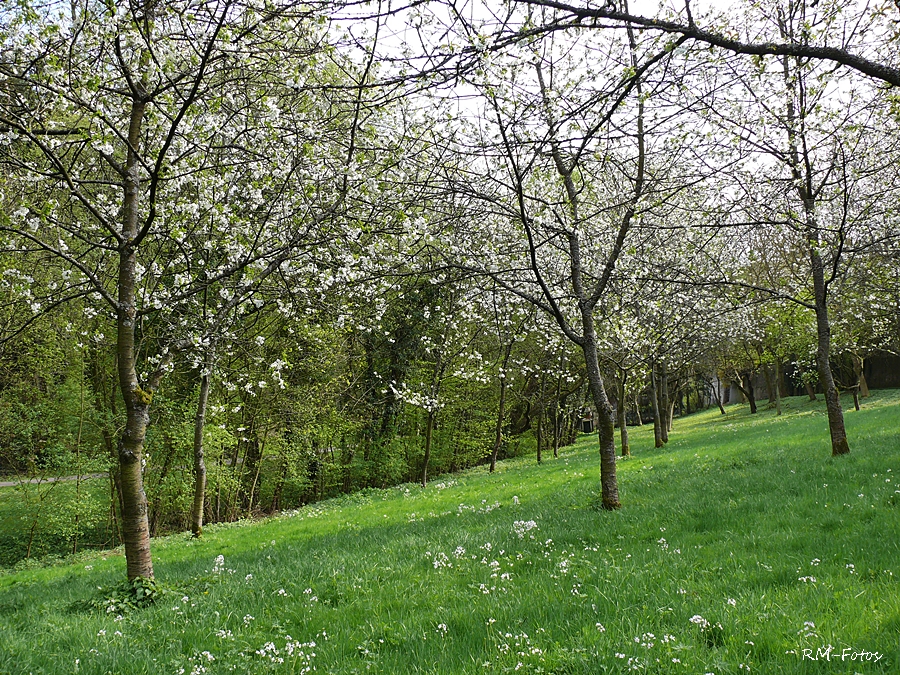 Frühlingsfreude