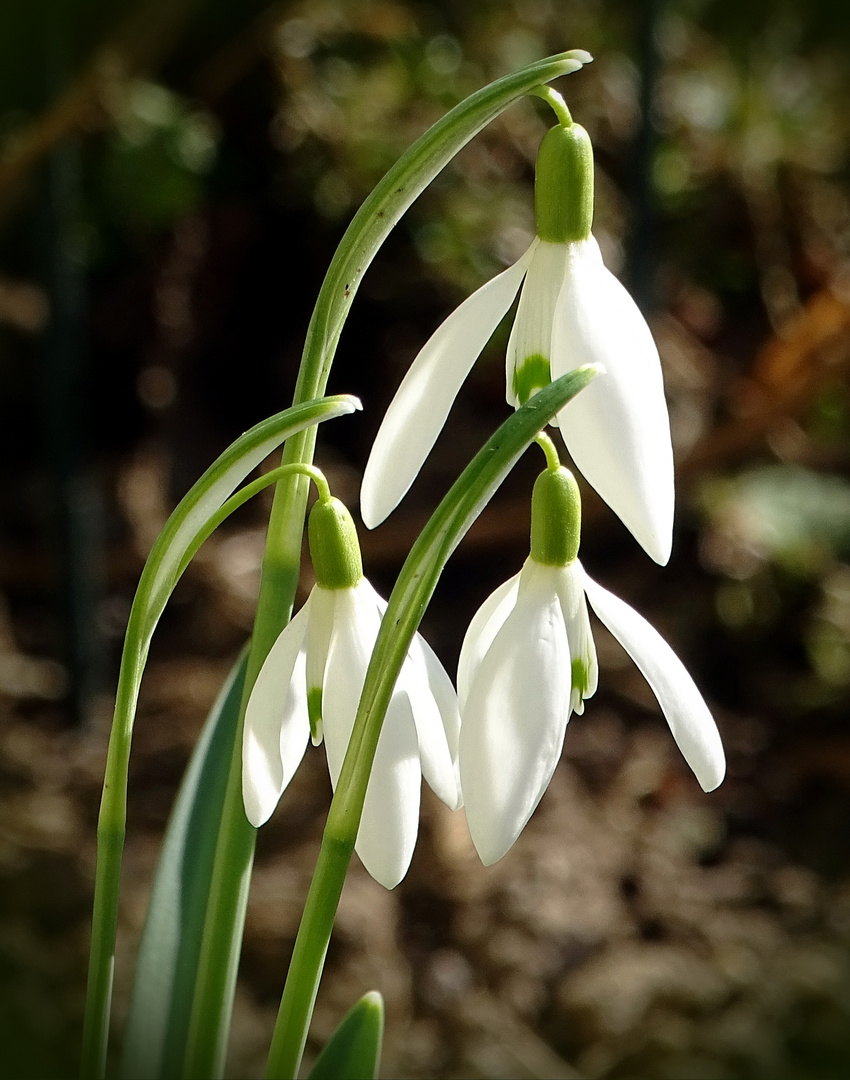 Frühlingsfreuden