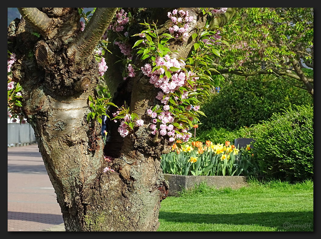 Frühlingsfreuden