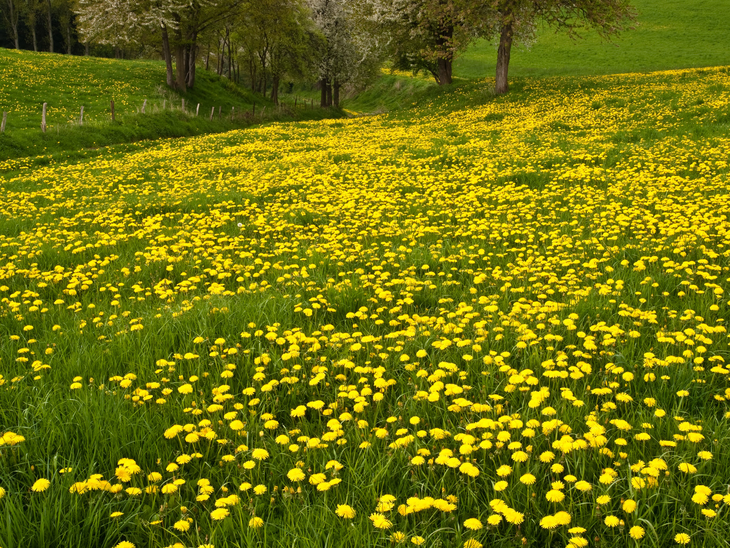 Frühlingsfreuden in Gelb