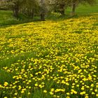 Frühlingsfreuden in Gelb