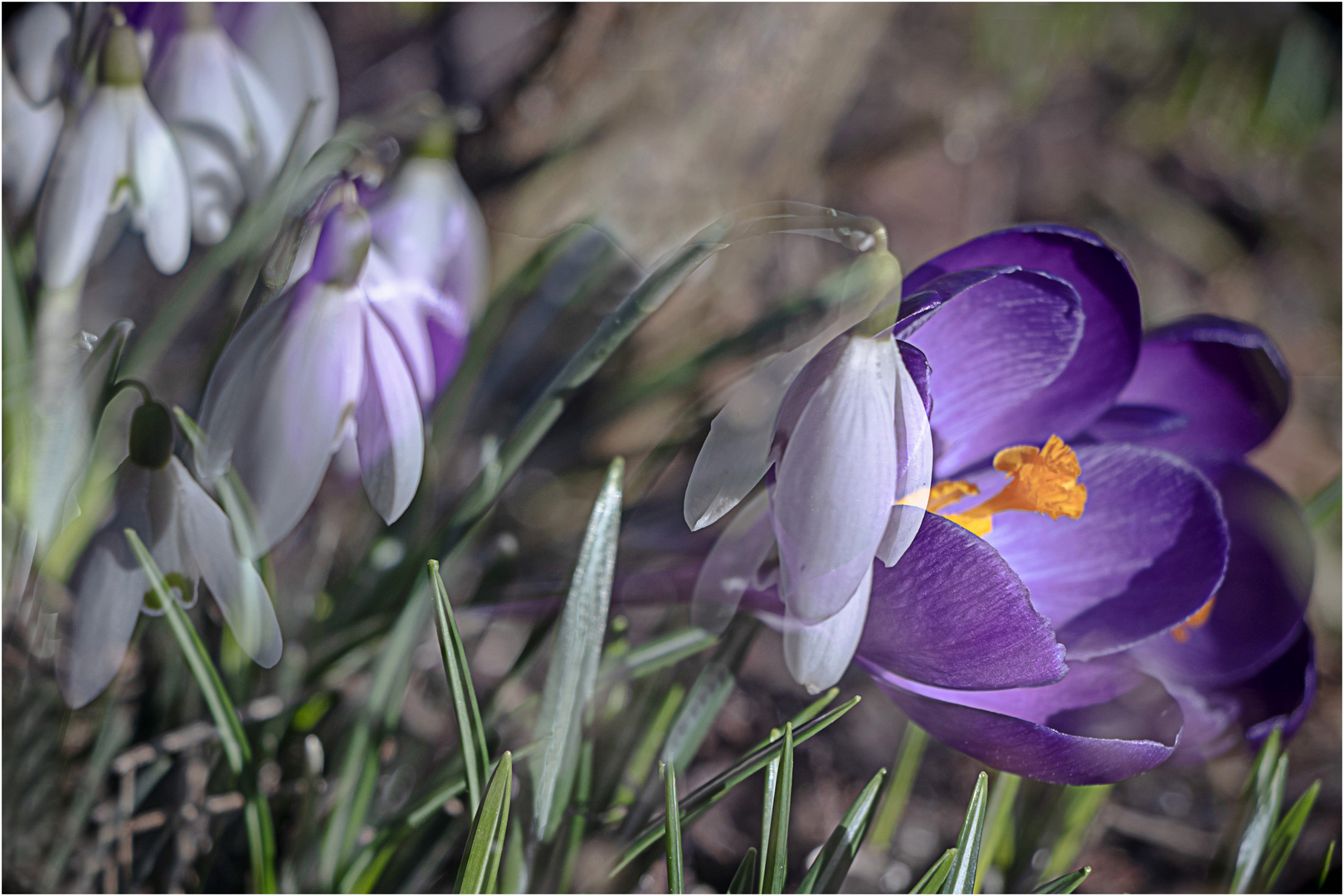 Frühlingsfreuden (Mittwochsblümchen 1.03.2023)