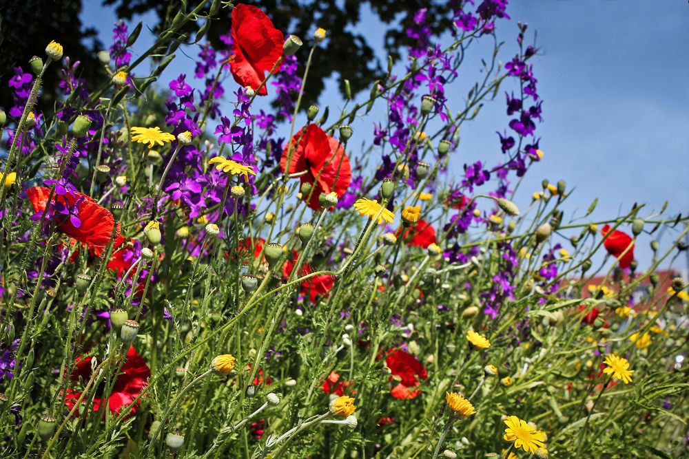 bunte bilder fahrrad auf den bild