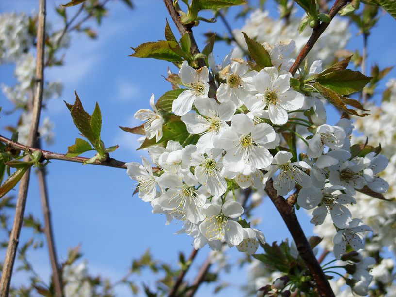 Frühlingsfrisch