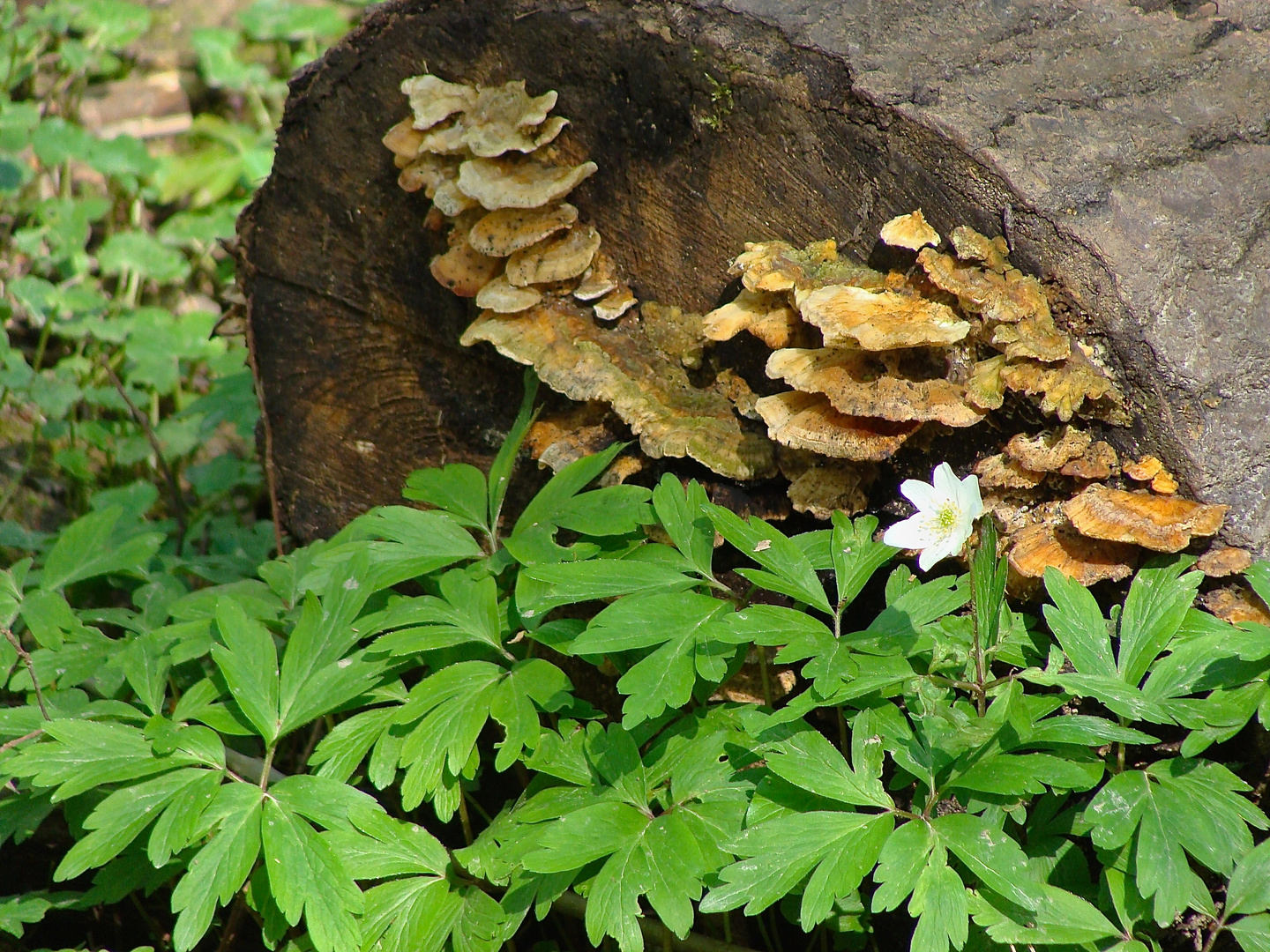 frühlingsfrisch