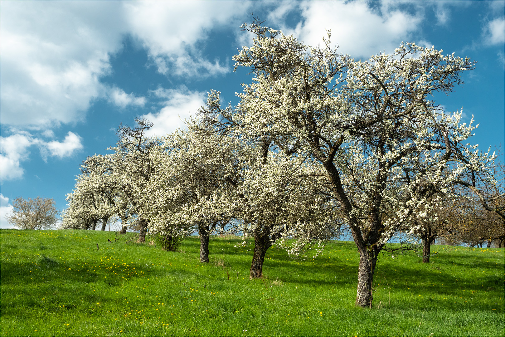 Frühlingsfrische