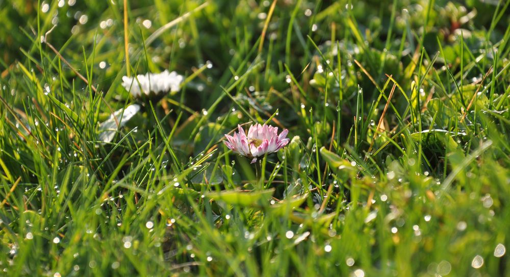 Frühlingsfrische 