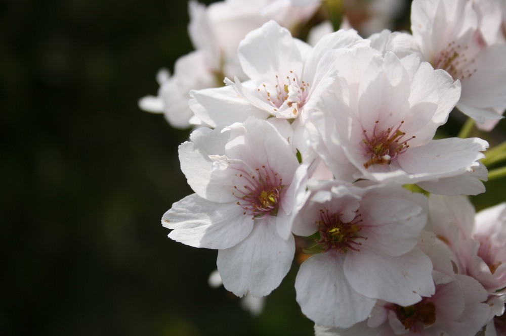 Frühlingsfrische Kirschblüten