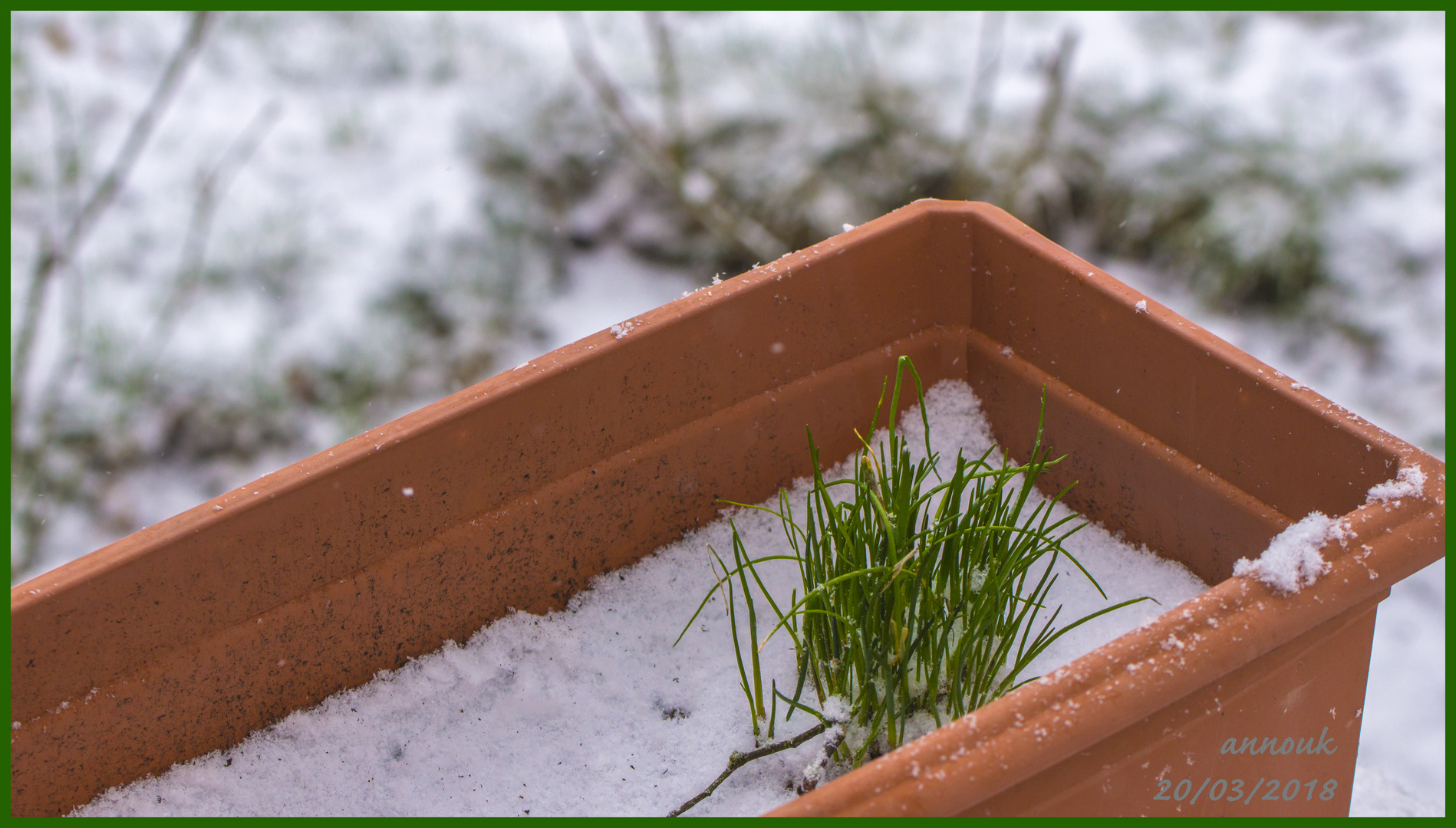 Frühlingsfrische Kräuter - C'est le printemps!