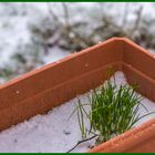 Frühlingsfrische Kräuter - C'est le printemps!