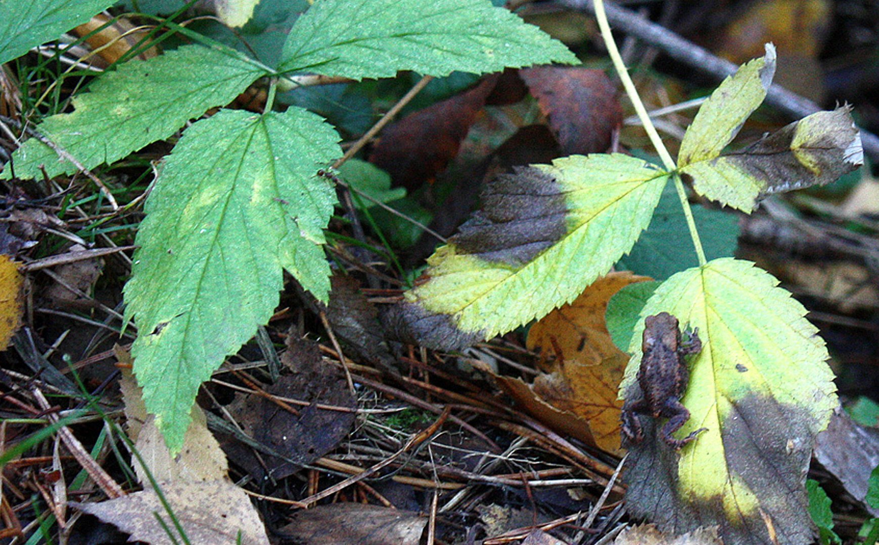 Frühlingsfröschlein