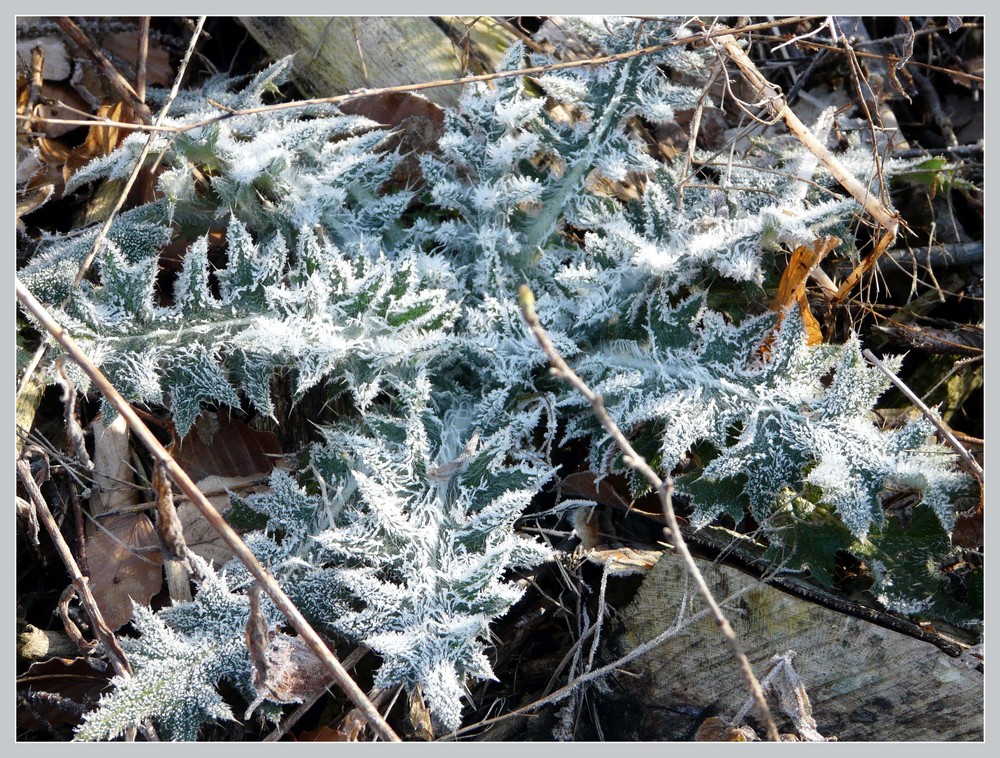 Frühlingsfrost