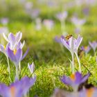 Frühlingsfrüstück im Garten