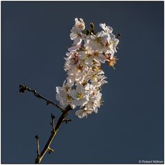 Frühlingsgarten