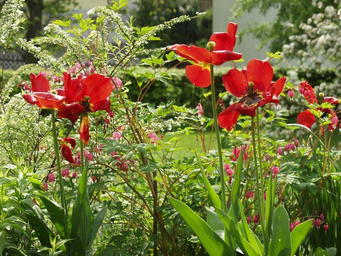 Frühlingsgarten