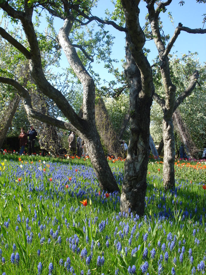 Frühlingsgarten