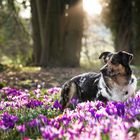 * Frühlingsgarten *