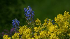 Frühlingsgartenblumen