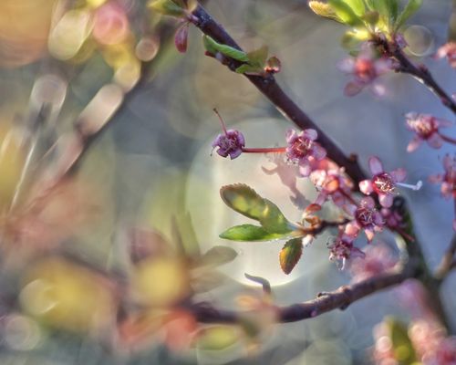 Frühlingsgartentraum