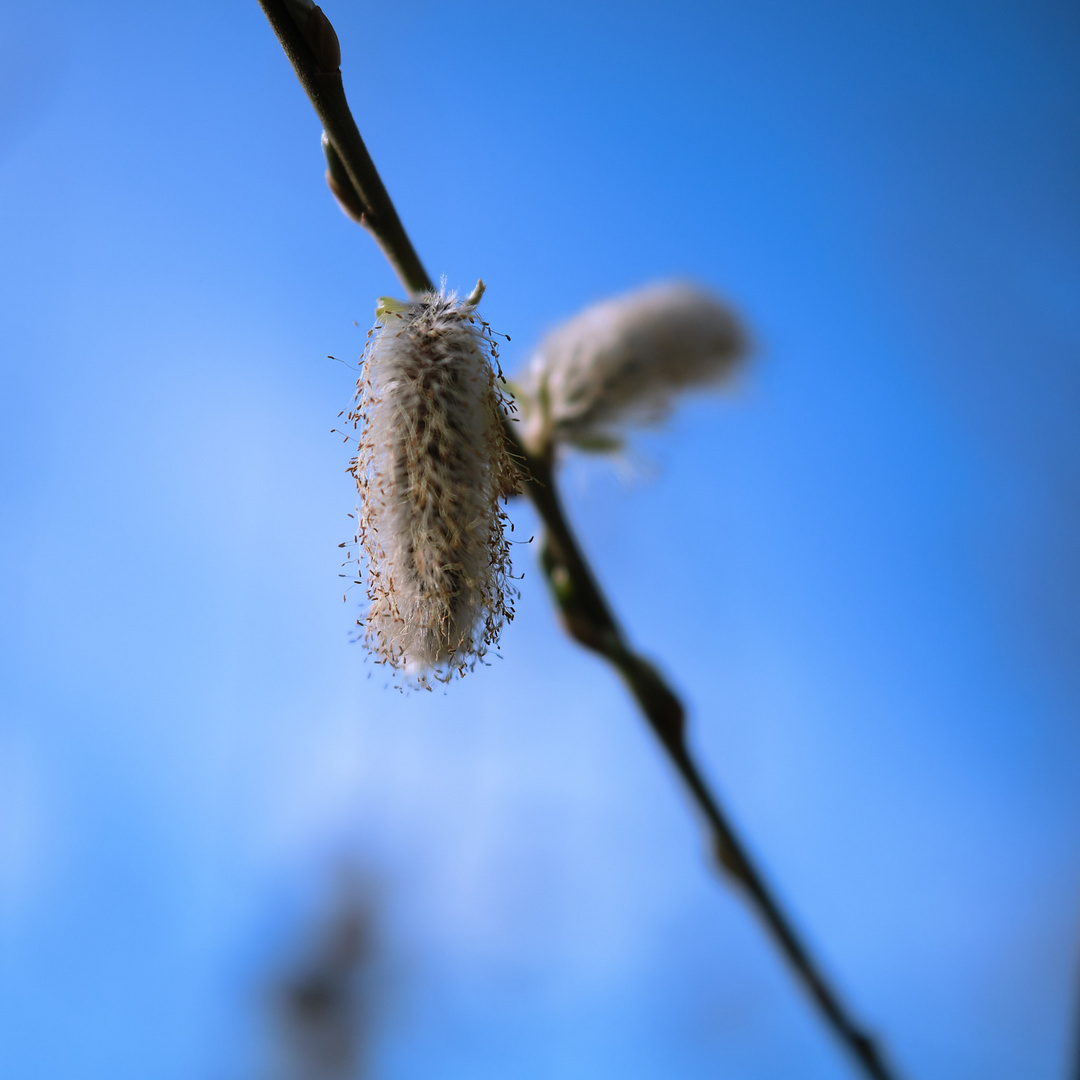 Frühlingsgedanken