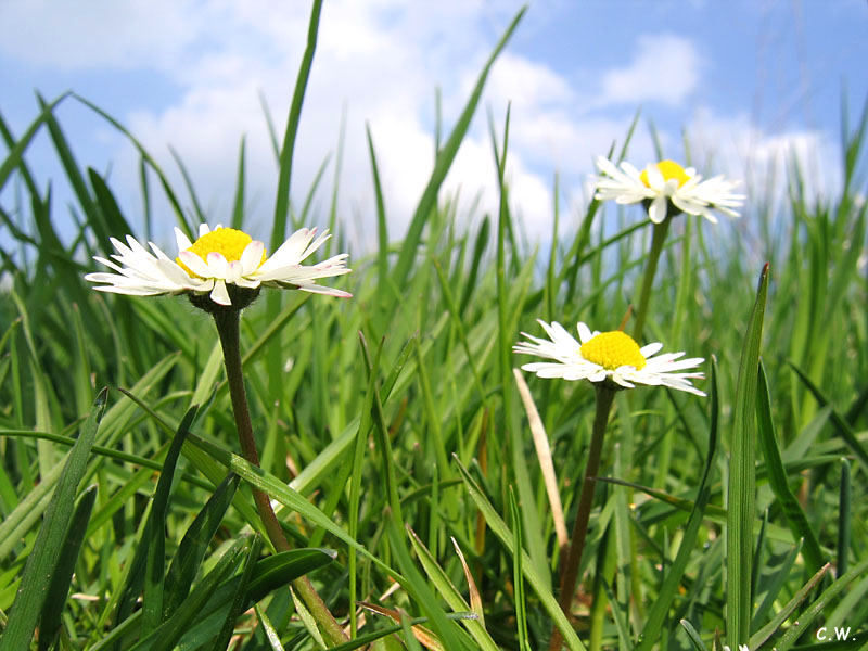 Frühlingsgeflüster