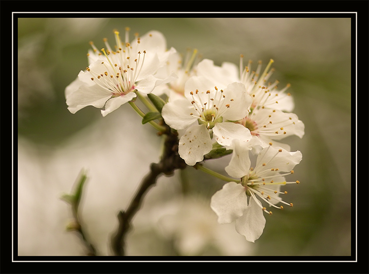 Frühlingsgefühl