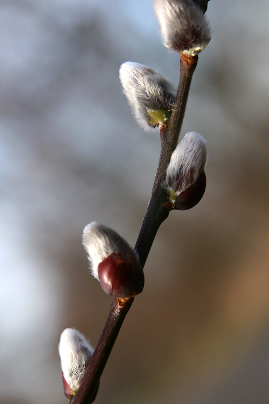 fruehlingsgefuehl