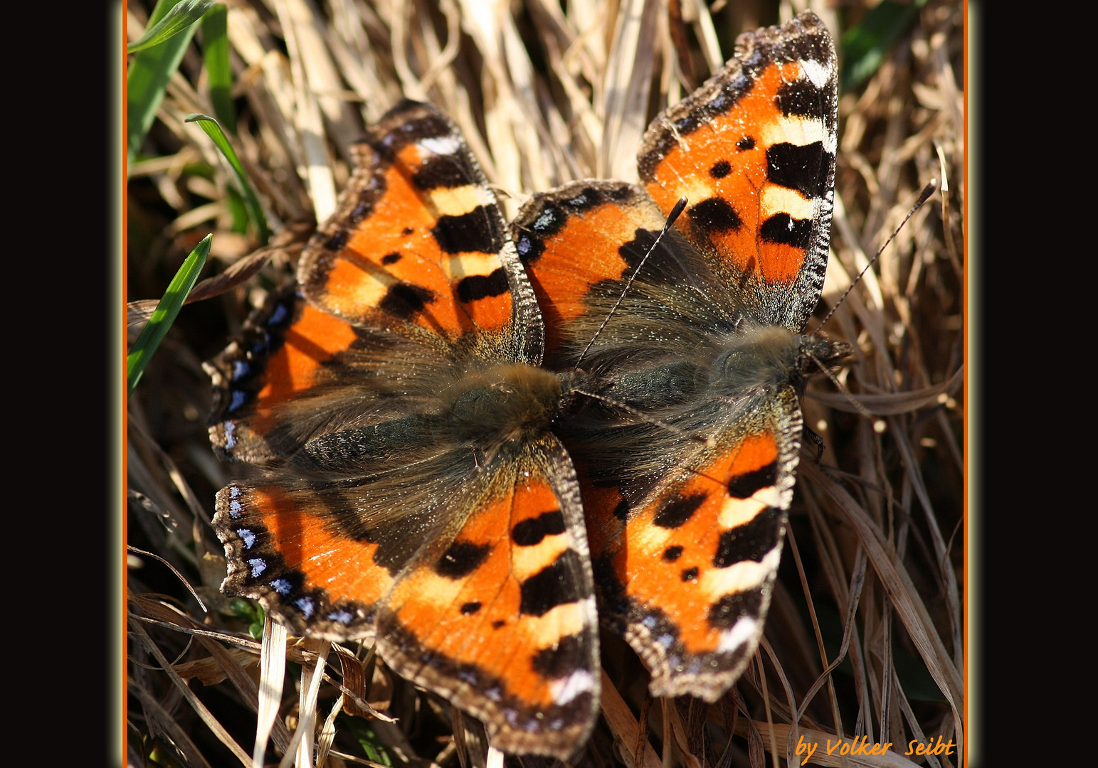 Frühlingsgefühle