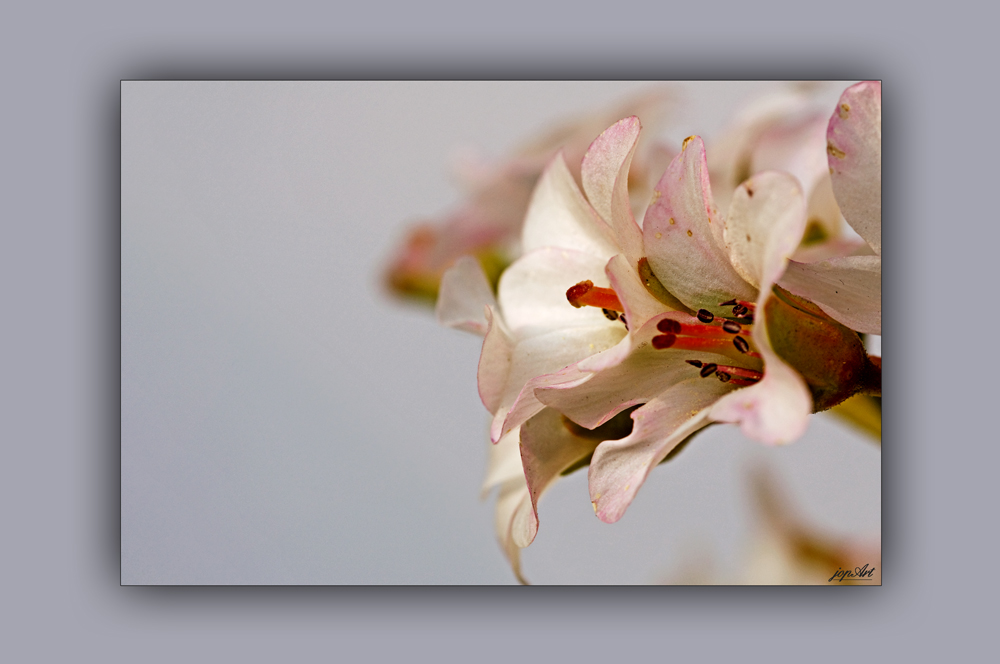 ~~~Frühlingsgefühle~~~