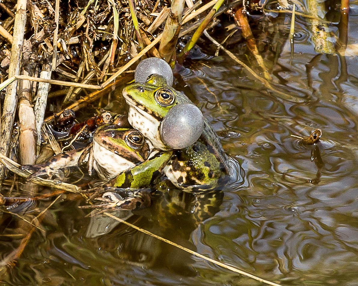 Frühlingsgefühle