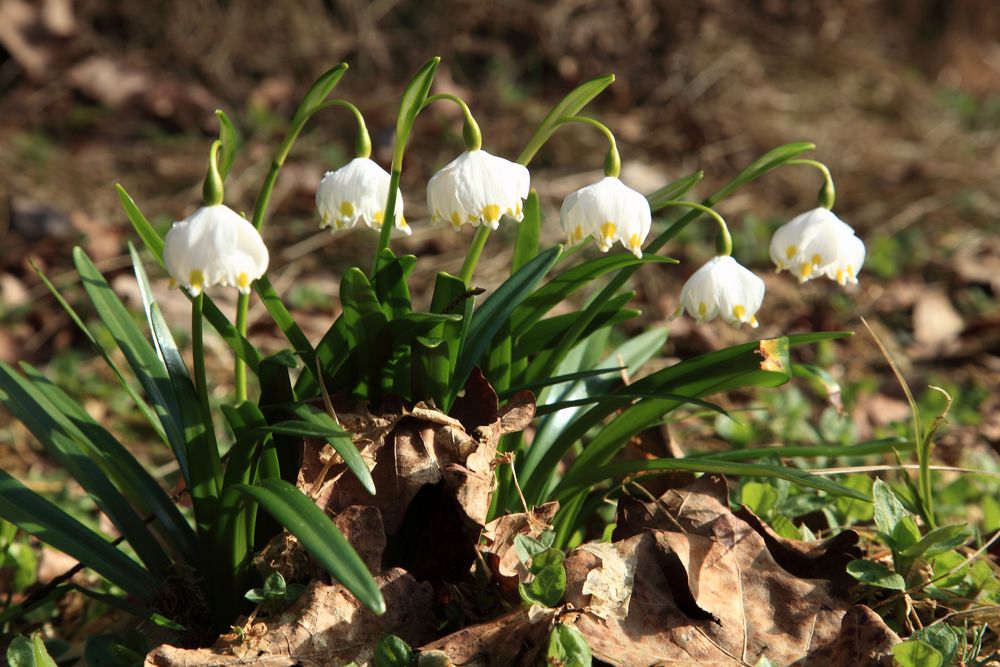 " Frühlingsgefühle "