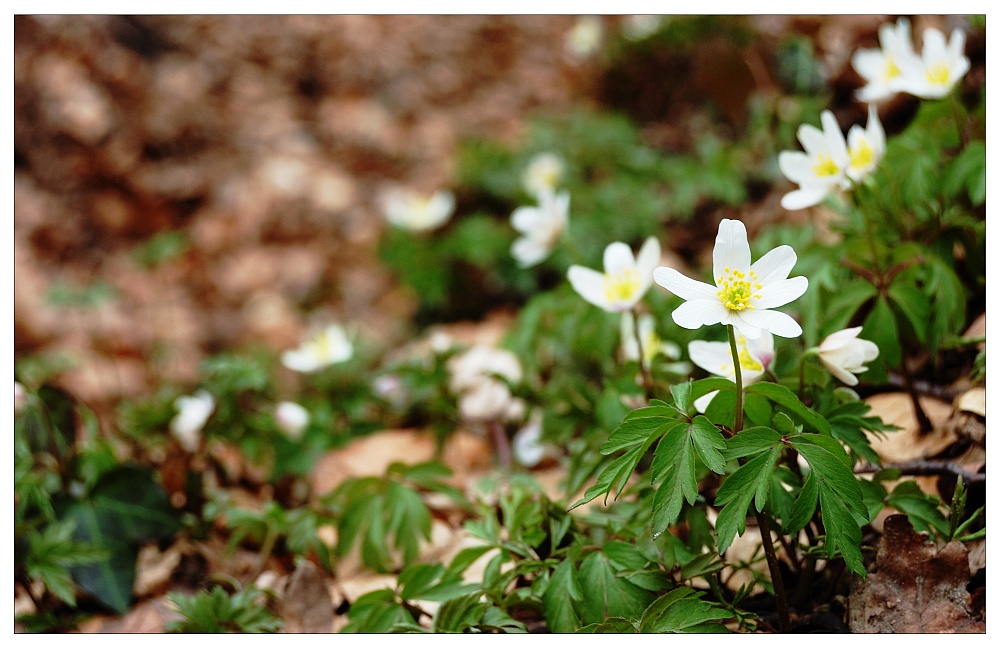 Frühlingsgefühle