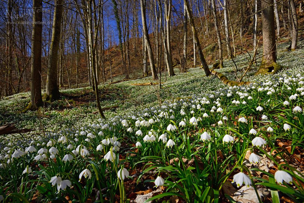 Frühlingsgefühle