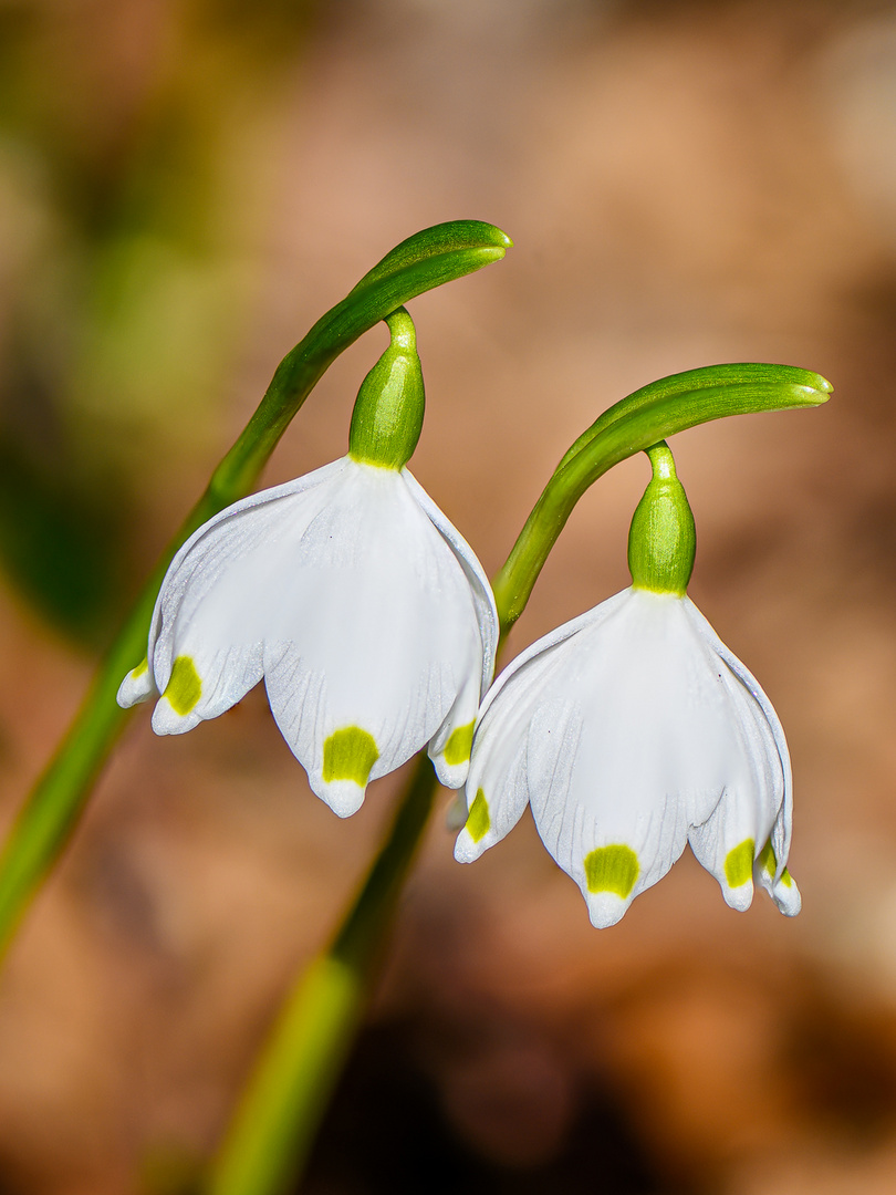 Frühlingsgefühle