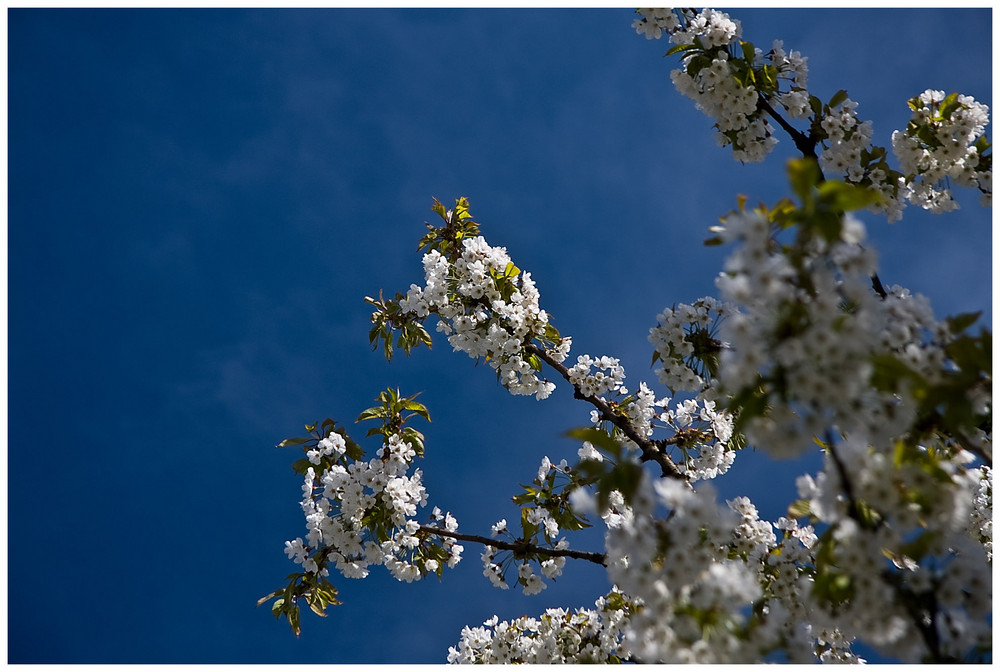 ~ Frühlingsgefühle ~