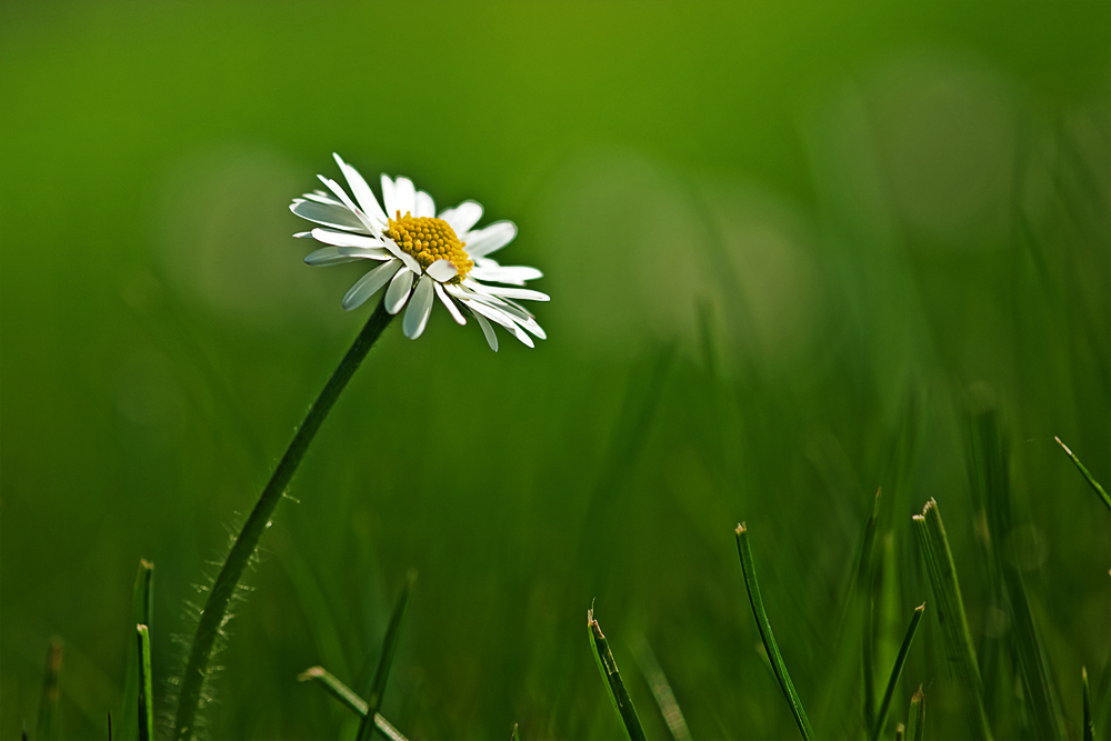 ~Frühlingsgefühle~