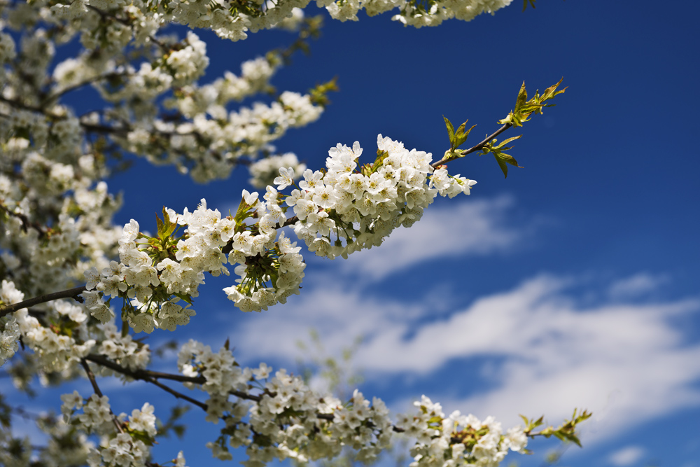 Frühling(sgefühle)