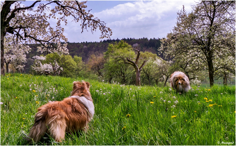 ~ Frühlingsgefühle ~