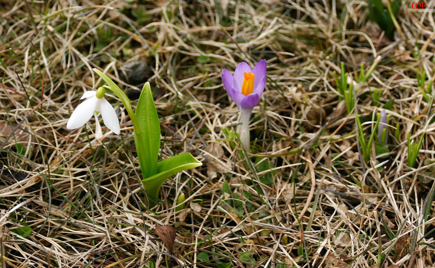 Frühlingsgefühle