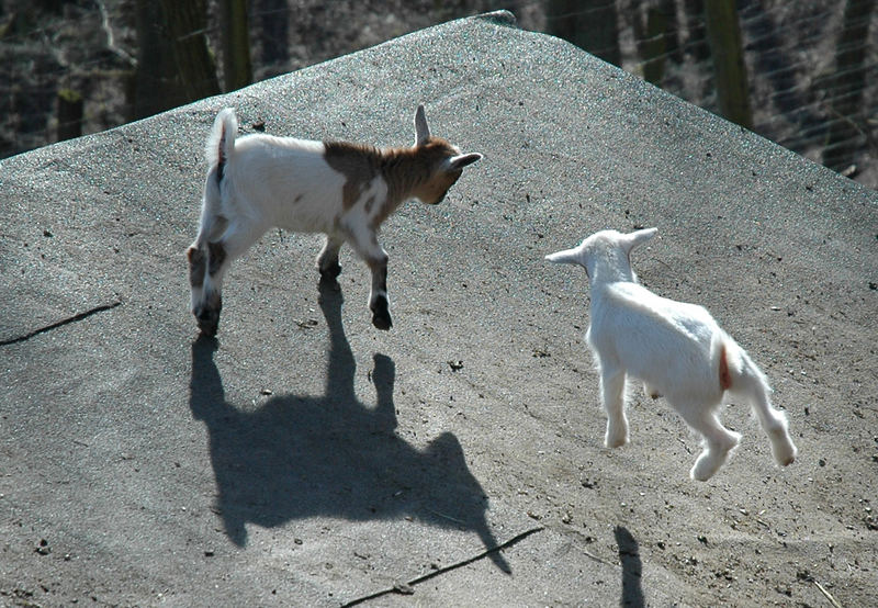 Frühlingsgefühle aller Orts