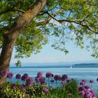 Frühlingsgefühle am Bodensee