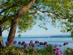 Frühlingsgefühle am Bodensee