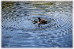 Frühlingsgefühle am Weiher