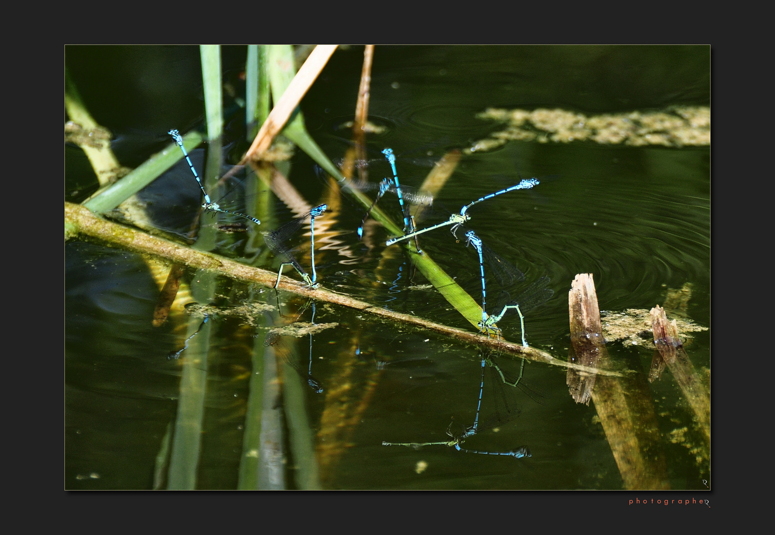 Frühlingsgefühle am Weiher