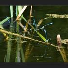 Frühlingsgefühle am Weiher