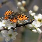 Frühlingsgefühle auch schon bei den Landkärtchen