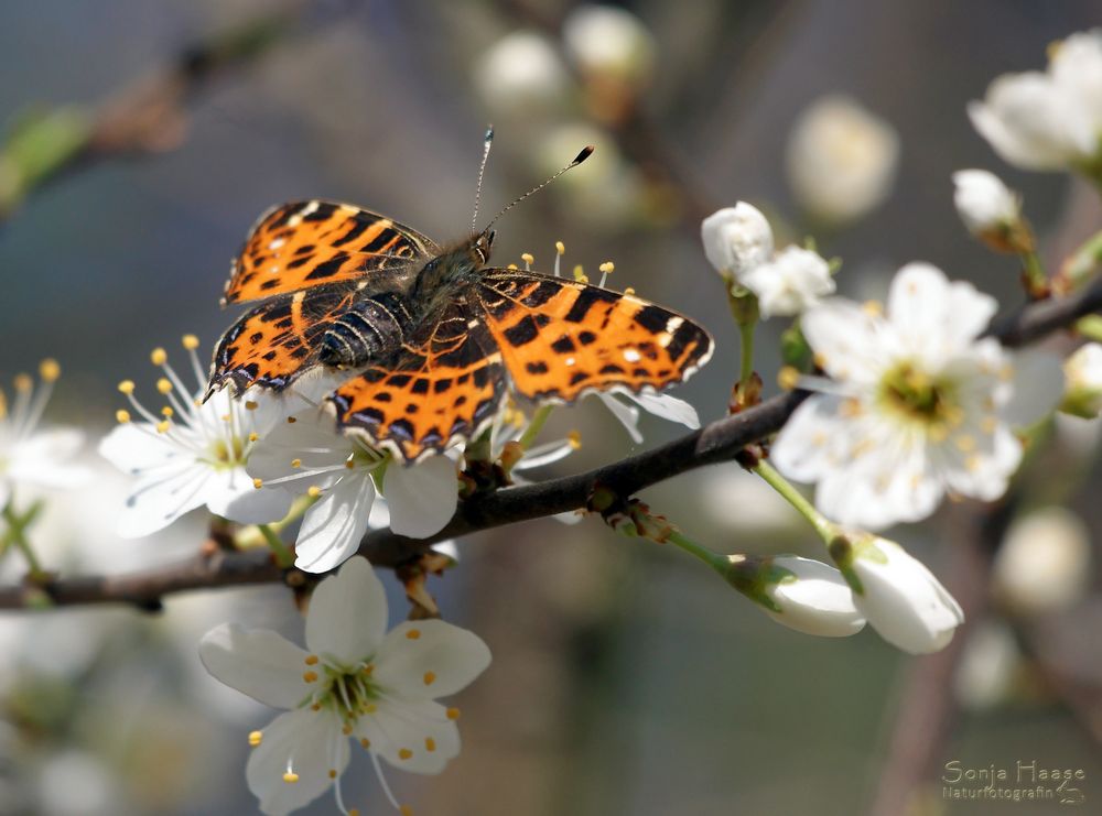 Frühlingsgefühle auch schon bei den Landkärtchen