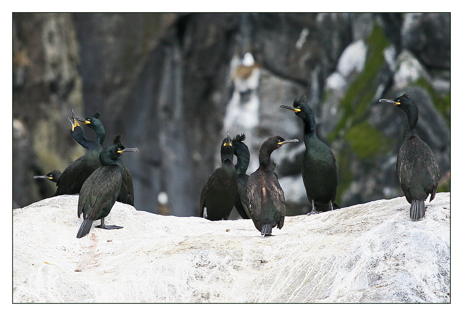 Frühlingsgefühle auf dem Vogelfelsen