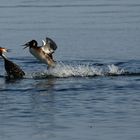 Frühlingsgefühle auf dem Wasser